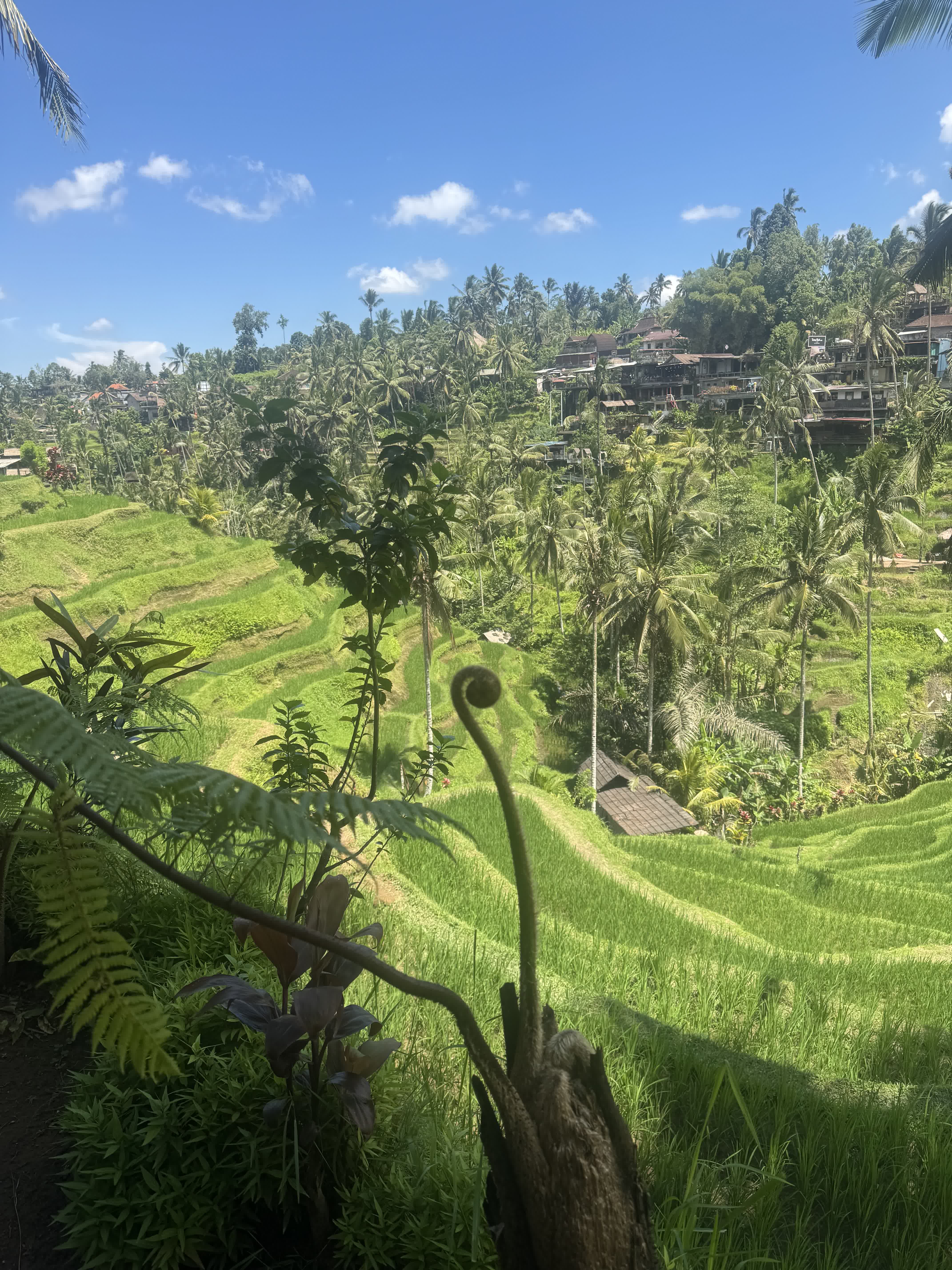 Fern at the rice terrace