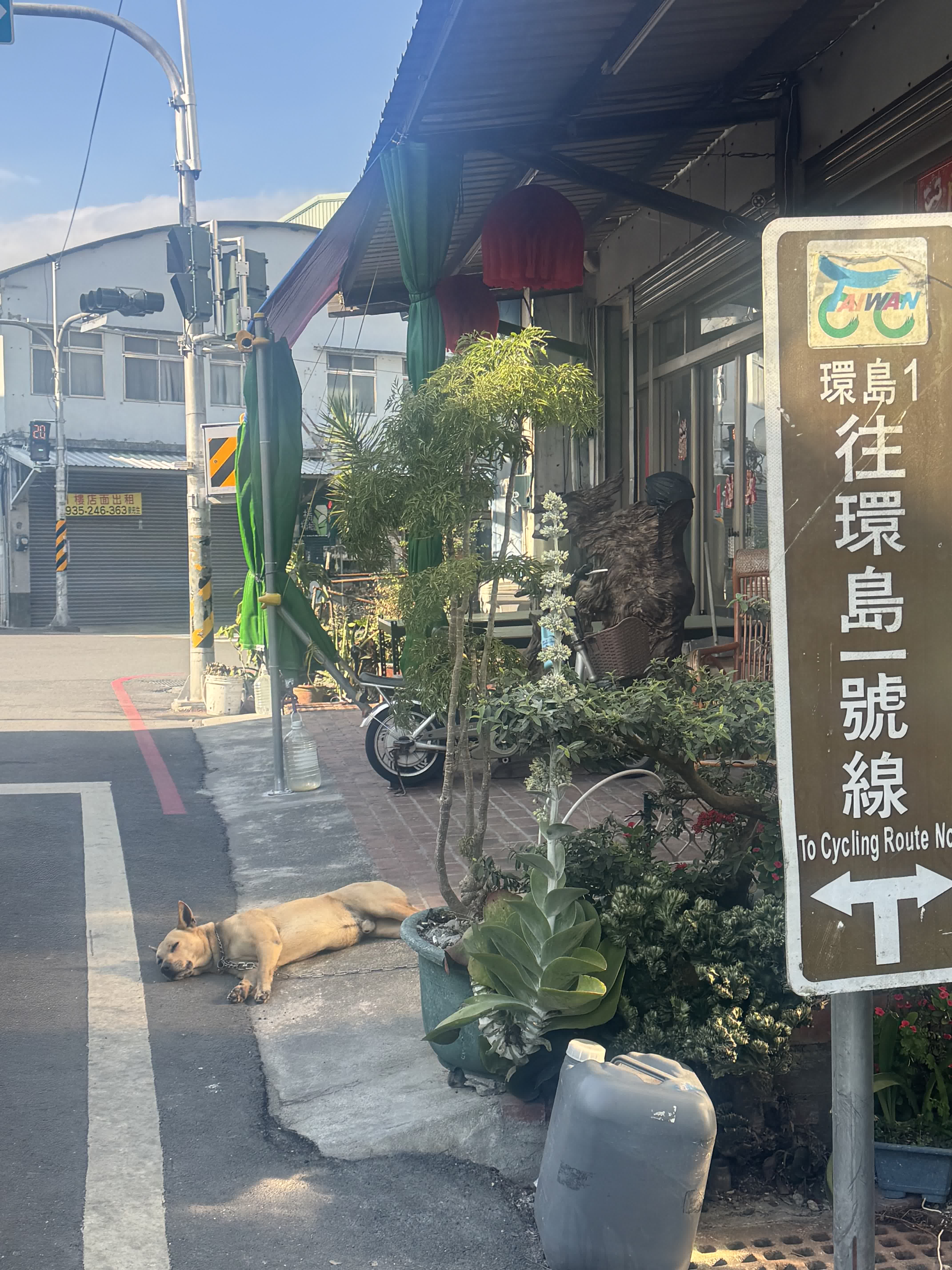 one of many napping dogs