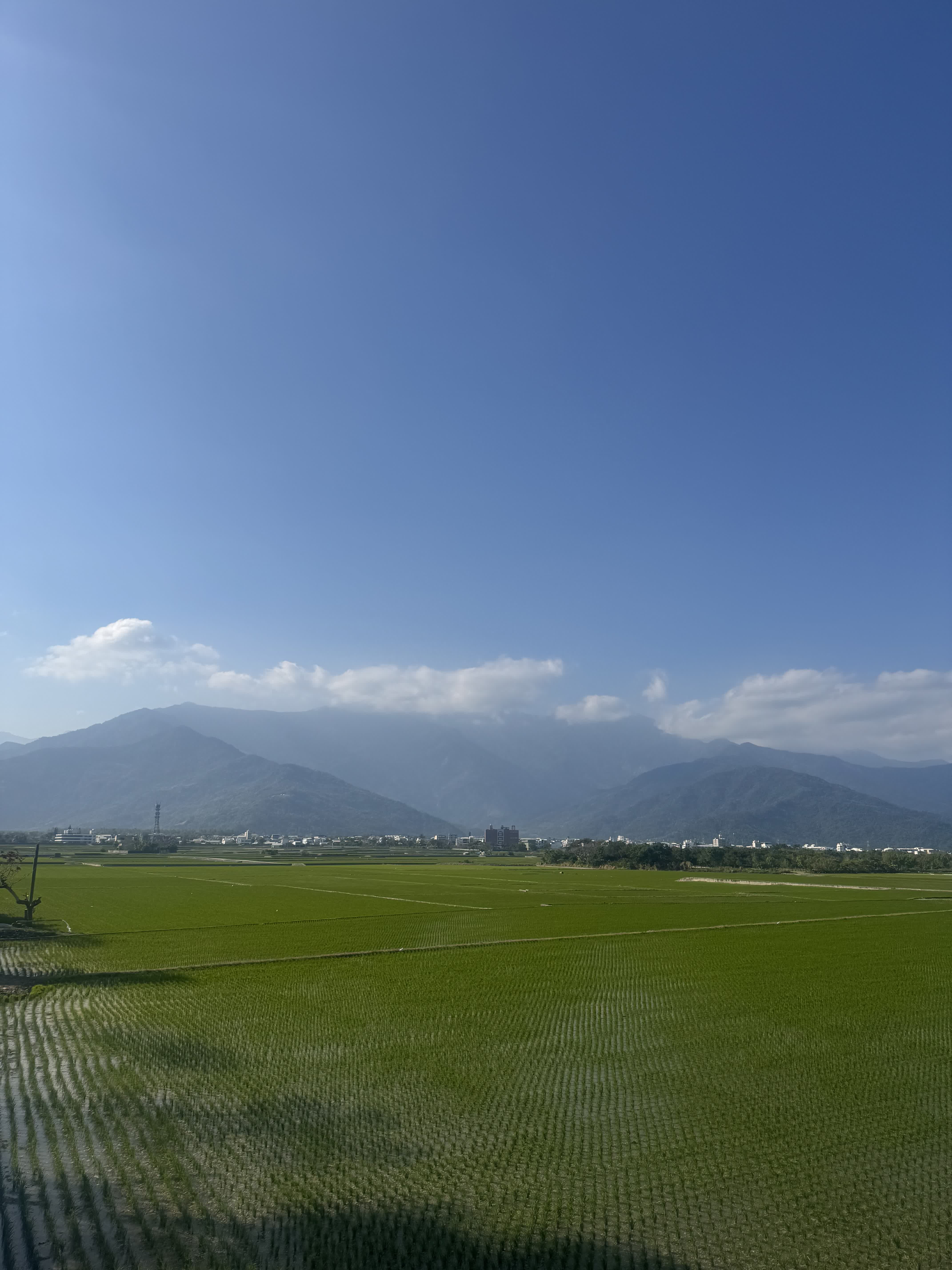 Rice and mountains