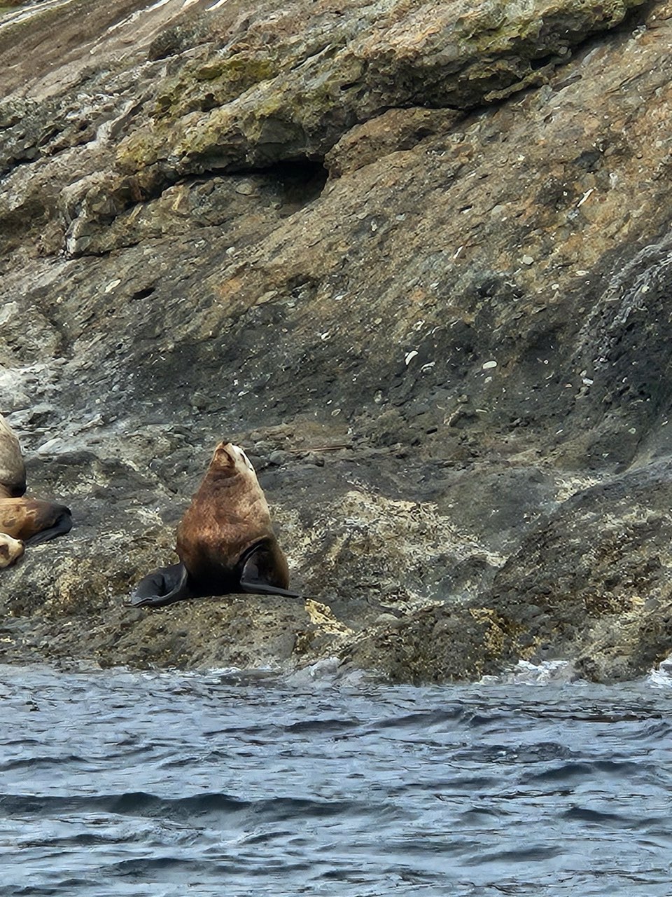 A slightly luckier sealion