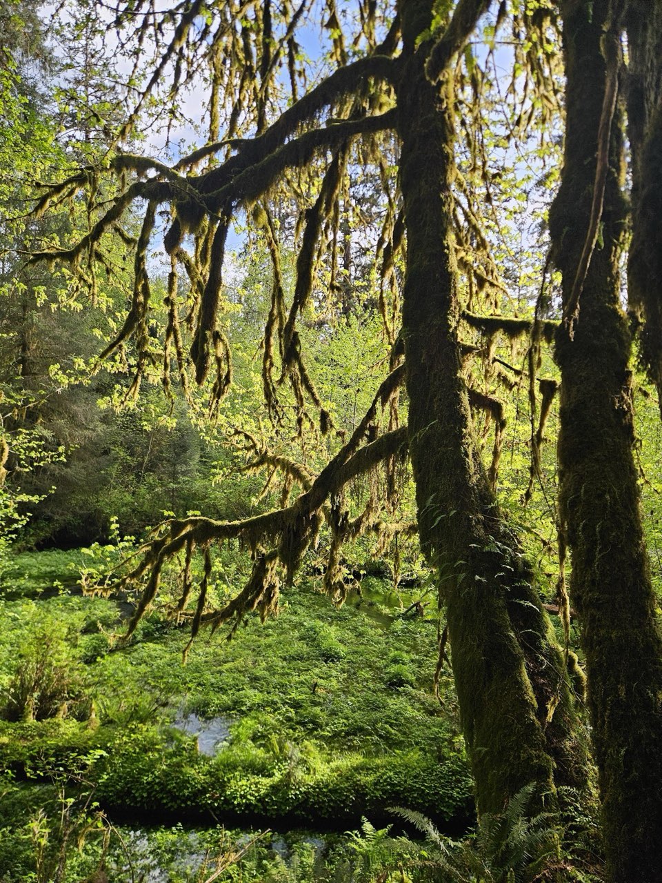 Ancient tree vibes