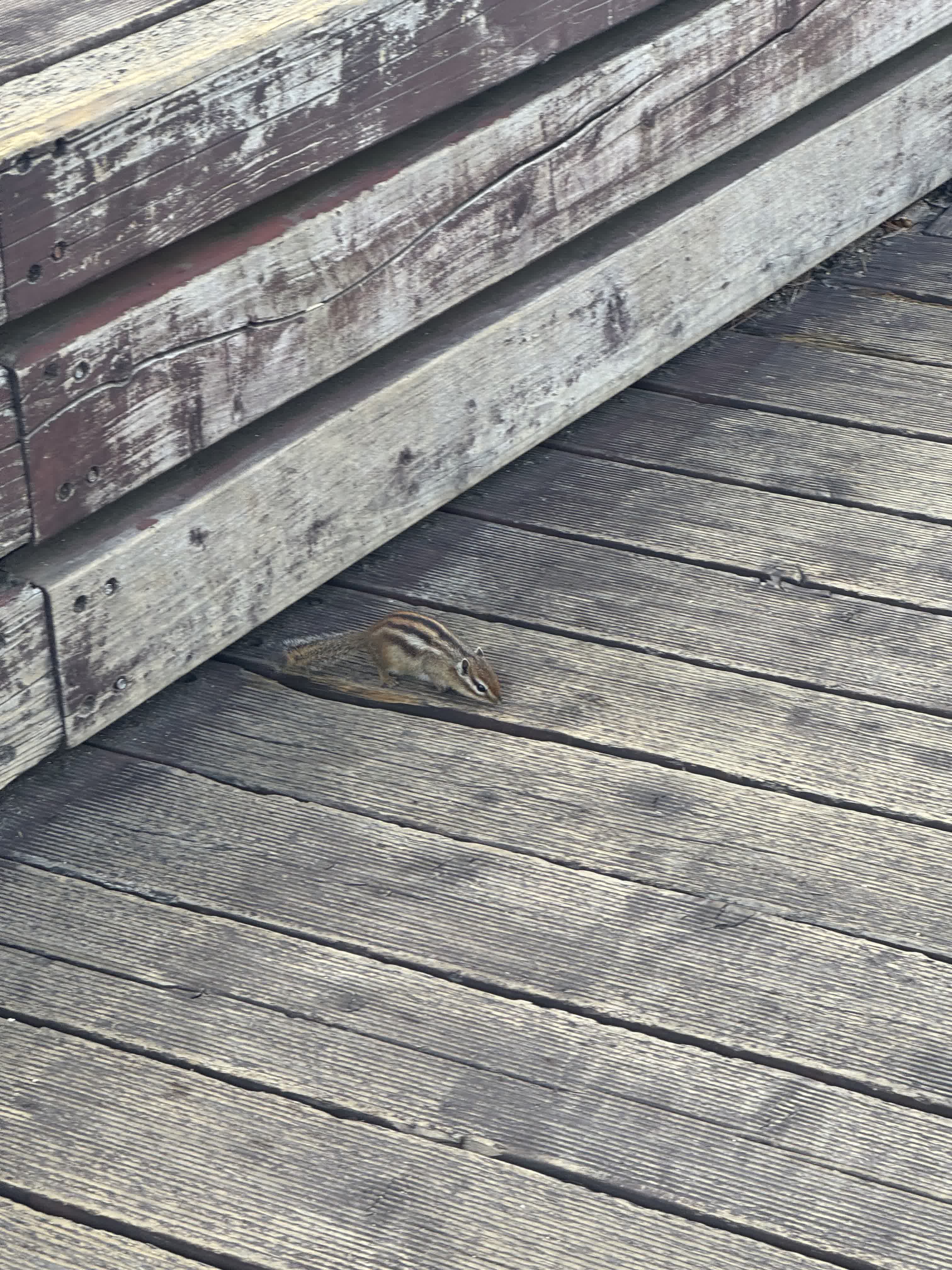 A lovely little guy
