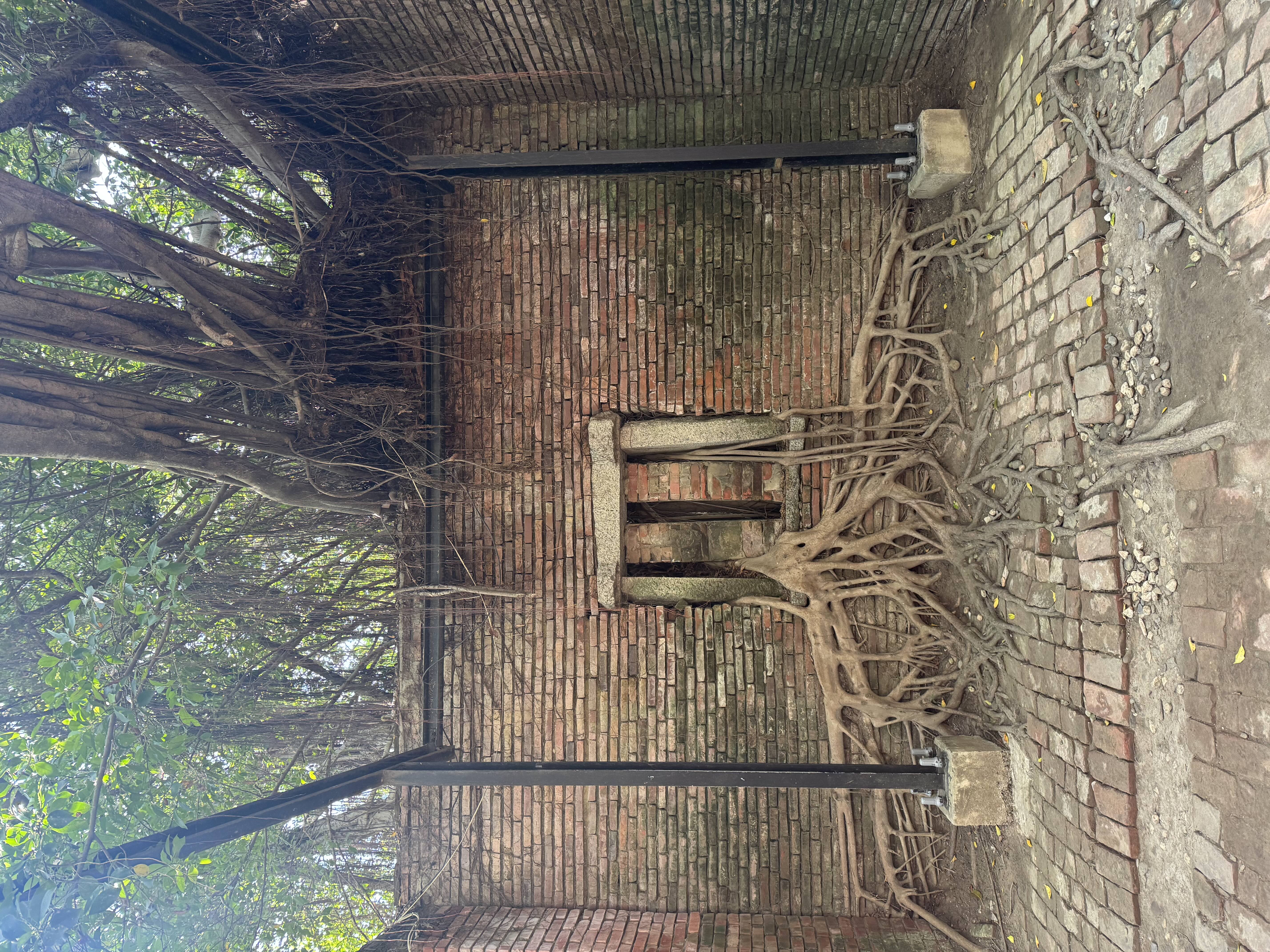 Banyan trees taking over an old warehouse