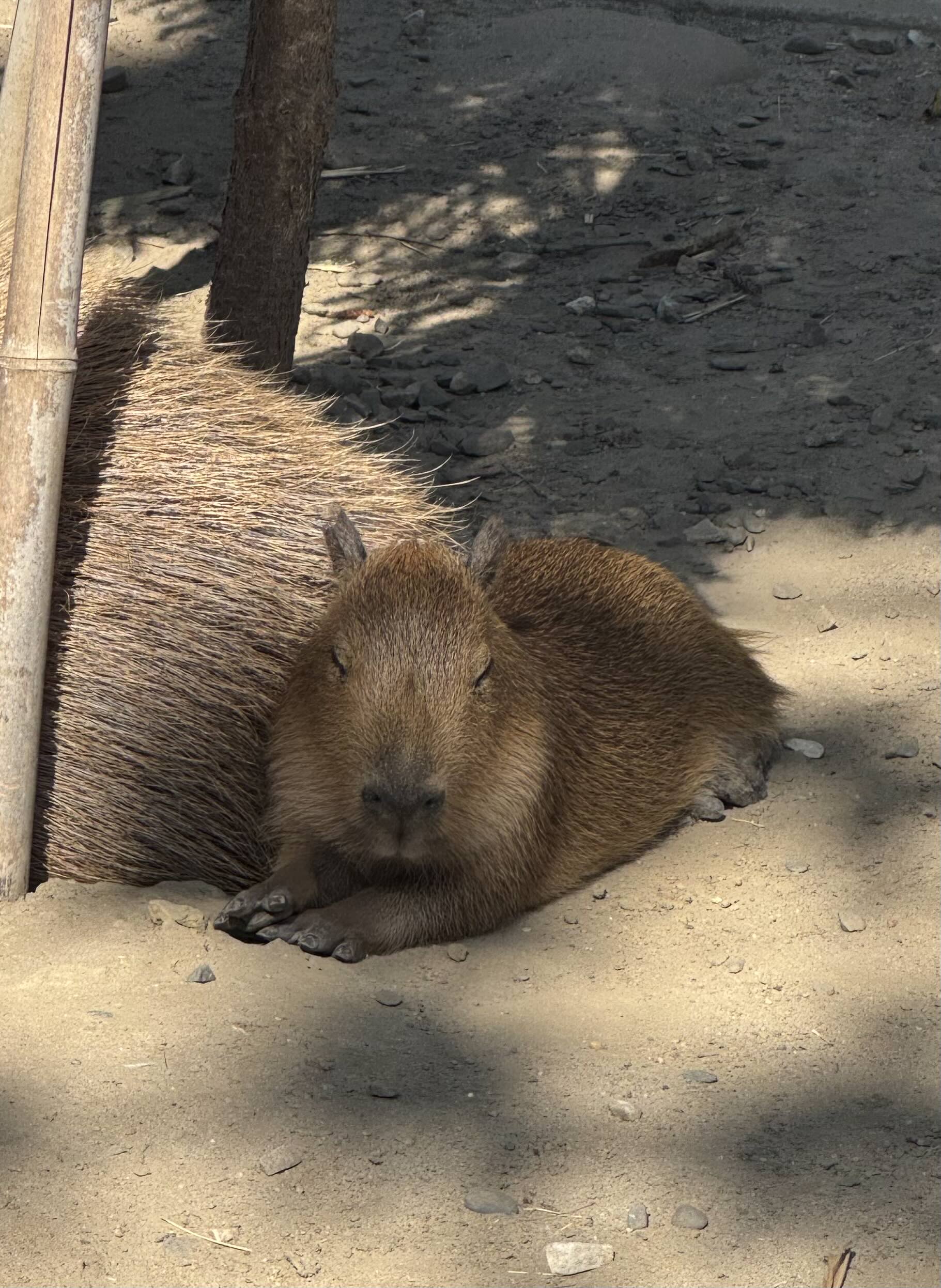 An IRL capybara baby