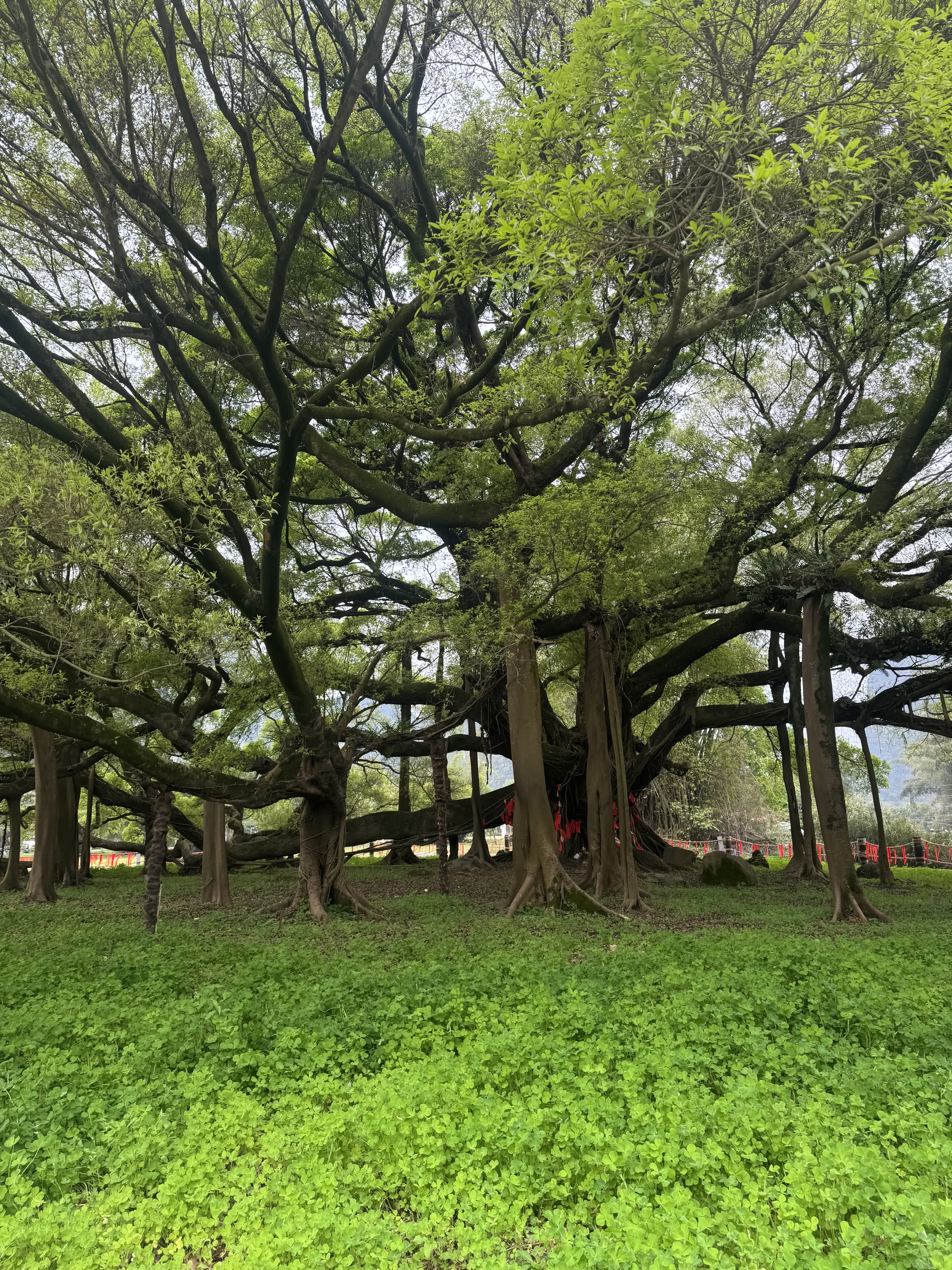 1400 yr old Banyan tree!